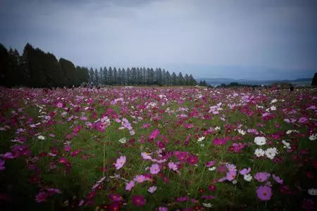 宮崎 自然を感じるなら 夢のような景色が広がる花畑 生駒高原 Aumo アウモ