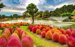 秋のお花見！？福岡の「海の中道海浜公園」で咲き誇る秋桜を見よう♡