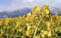 冬は菜の花、夏は向日葵…♡滋賀・琵琶湖畔の花畑！