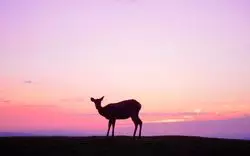 奈良の絶景♡若草山へ行くならマジックアワーを狙え！
