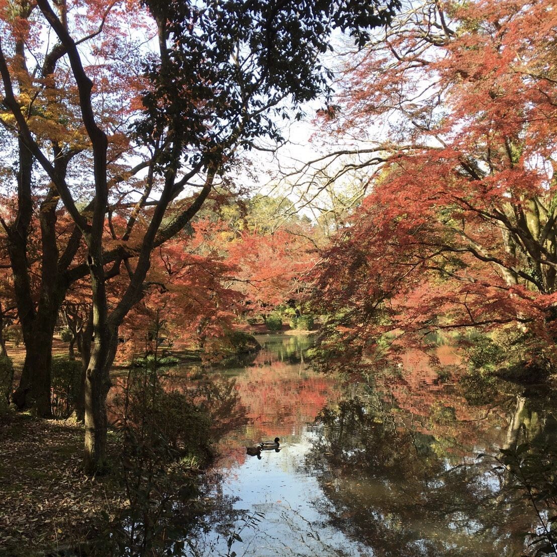 の画像