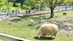 【兵庫】動物との距離感が推し◎雄大な自然の中で動物と戯れる1日を