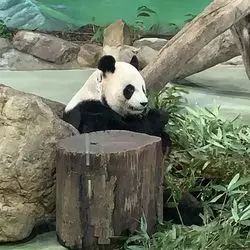 動物好きにはたまらない！「台北市立動物園」でパンダとご対面♡