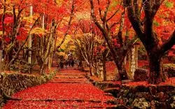 【滋賀の紅葉2025】雄大な自然や寺社と紅葉が織りなす絶景9選！