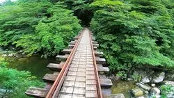 【鹿児島】まるでもののけの森！ 屋久島ウィルソン株への道を案内☆