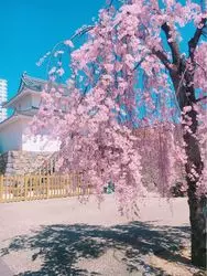 春に訪れたい舞鶴城公園