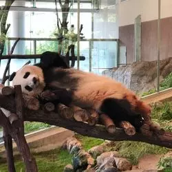 パンダが可愛すぎるアドベンチャーワールド🐼💗