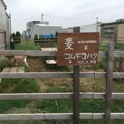 【仙台】ヤギや鶏がいる！？野菜が美味しいカフェ