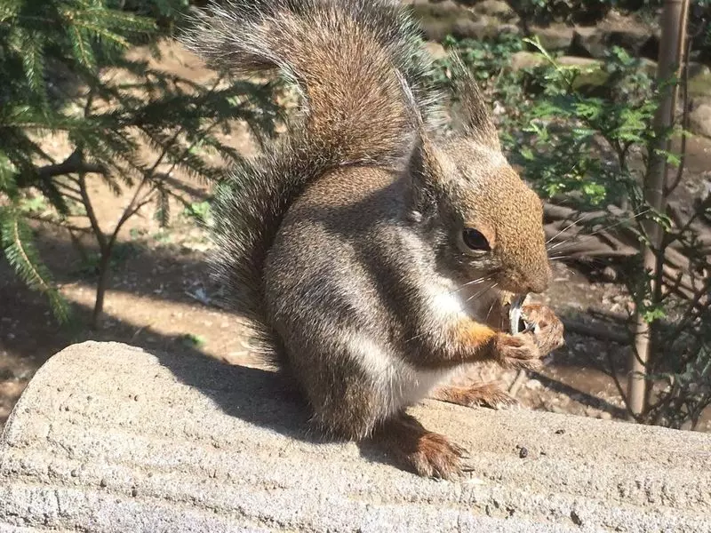 吉祥寺の動物園に行こう！井の頭自然文化園でお散歩 4枚目