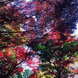 秋デートはこれがおすすめ！新宿御苑の紅葉に癒されるのんびりピクニック♪