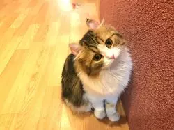 ＃猫カフェ【Puchi Marry 横浜元町店】で猫との暮らしを疑似体験♡