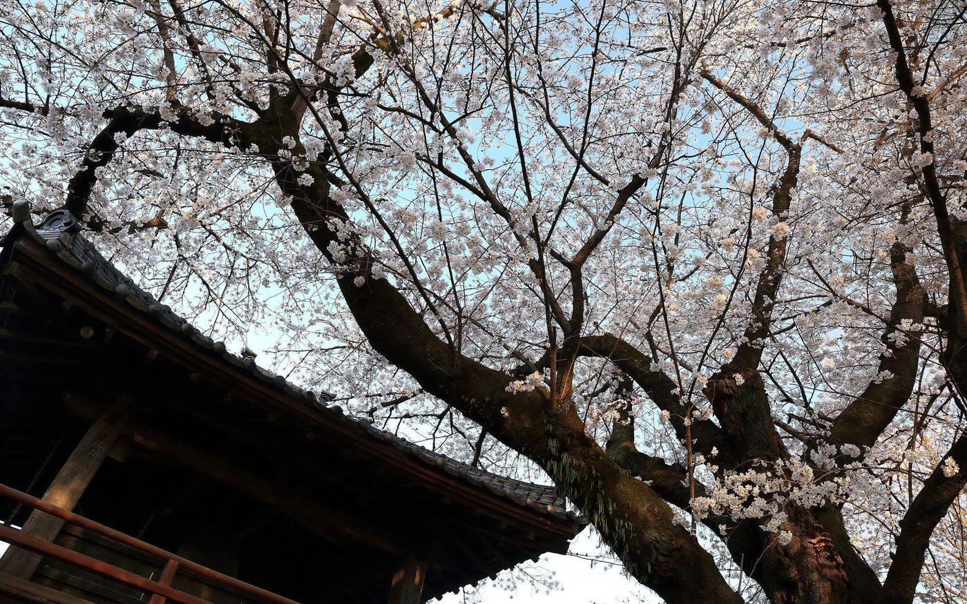 の画像