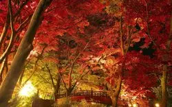 【2023】伊豆の紅葉名所を巡る旅◎秋の風情感じるスポット9選