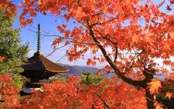【2024年】京都で紅葉の時期に観光を楽しむならここがおすすめ！名所や見頃も解説