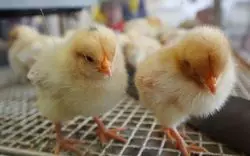 生まれたてのヒヨコと触れ合い体験♡のどかな名古屋の農業センター