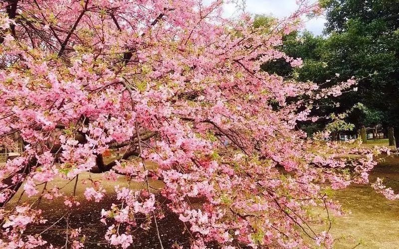 京都で公園ライフを満喫しよう 1枚目