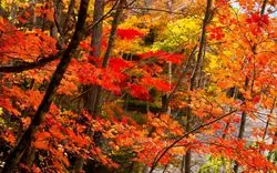 【2025年】長野の紅葉名所＆穴場おすすめ11選！ライトアップや見頃シーズンはいつ？