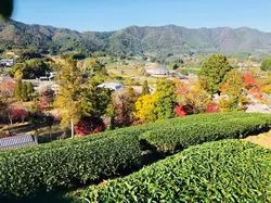 美しい茶源郷（ちゃげんきょう）を訪ねて秋を探す。