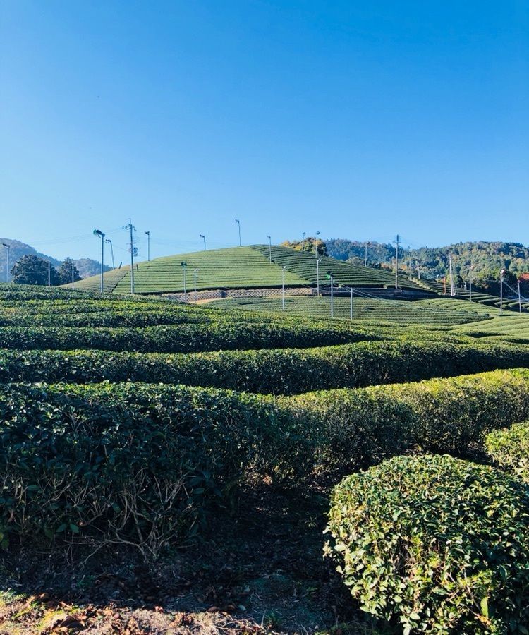 美しい茶源郷（ちゃげんきょう）を訪ねて秋を探す。の画像