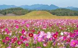 【2020】宮崎でコスモスを見るならここ！秋の絶景を要チェック