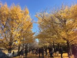 秋の昭和記念公園を散策しました♪