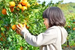 【関東】11月に行きたい果物狩りスポット5選！秋の味覚を味わいつくそう