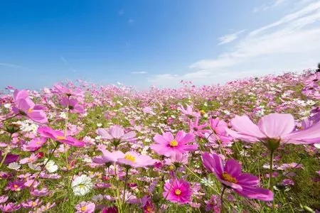 京都府亀岡市 夢コスモス園 の見頃や開花状況をご紹介 Aumo アウモ