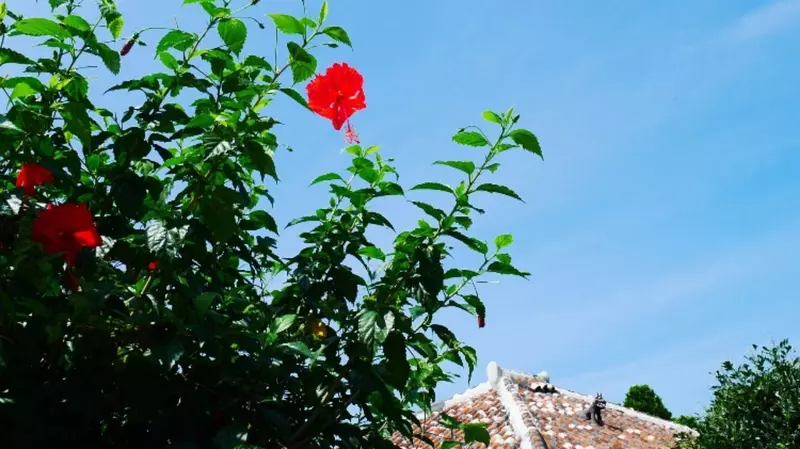 沖縄】美しい竹富島の風景と文化にふれる旅🌺 | aumo[アウモ]