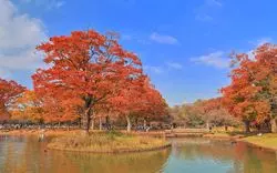 【2025年版】代々木公園の紅葉を満喫！見頃情報や園内スポットを紹介