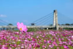 熊本で絶景コスモスを見よう！秋に会えるコスモス6選♡