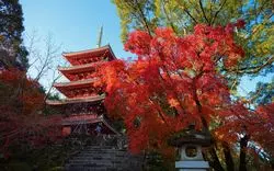 高知のインスタ映え紅葉スポット9選！定番から穴場まで紹介