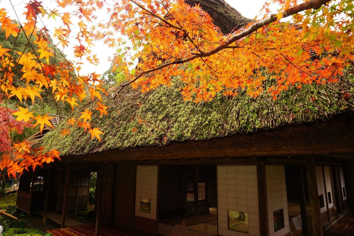 【2025年】佐賀の紅葉名所11選！王道の御船山から穴場までの画像