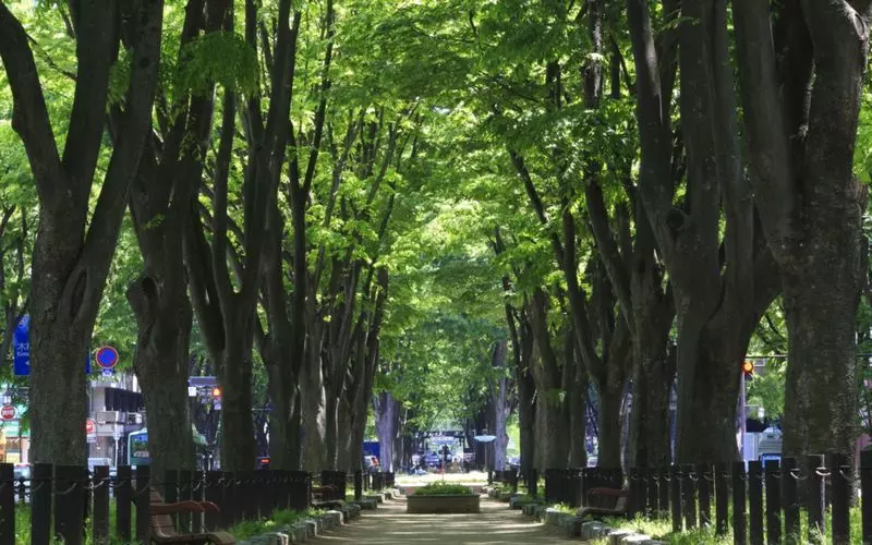 8. 【夜ドライブ】 杜の都仙台『定禅寺通り』 1枚目