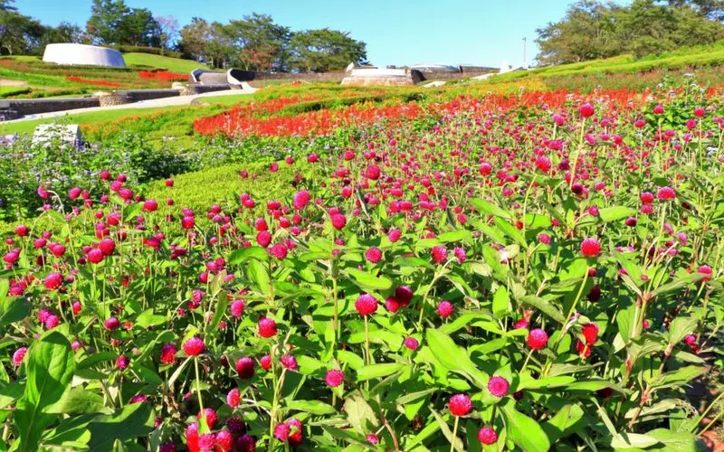 デートにピッタリ！一面の花畑 1枚目