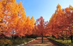 写真に収めたくなる絶景を。神戸の紅葉おすすめスポット7選◎