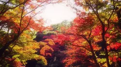 【東京】おでかけついでに見られる都内の美しい紅葉７選