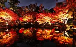 【2020】荻窪の紅葉スポット大田黒公園！ライトアップや見頃は？