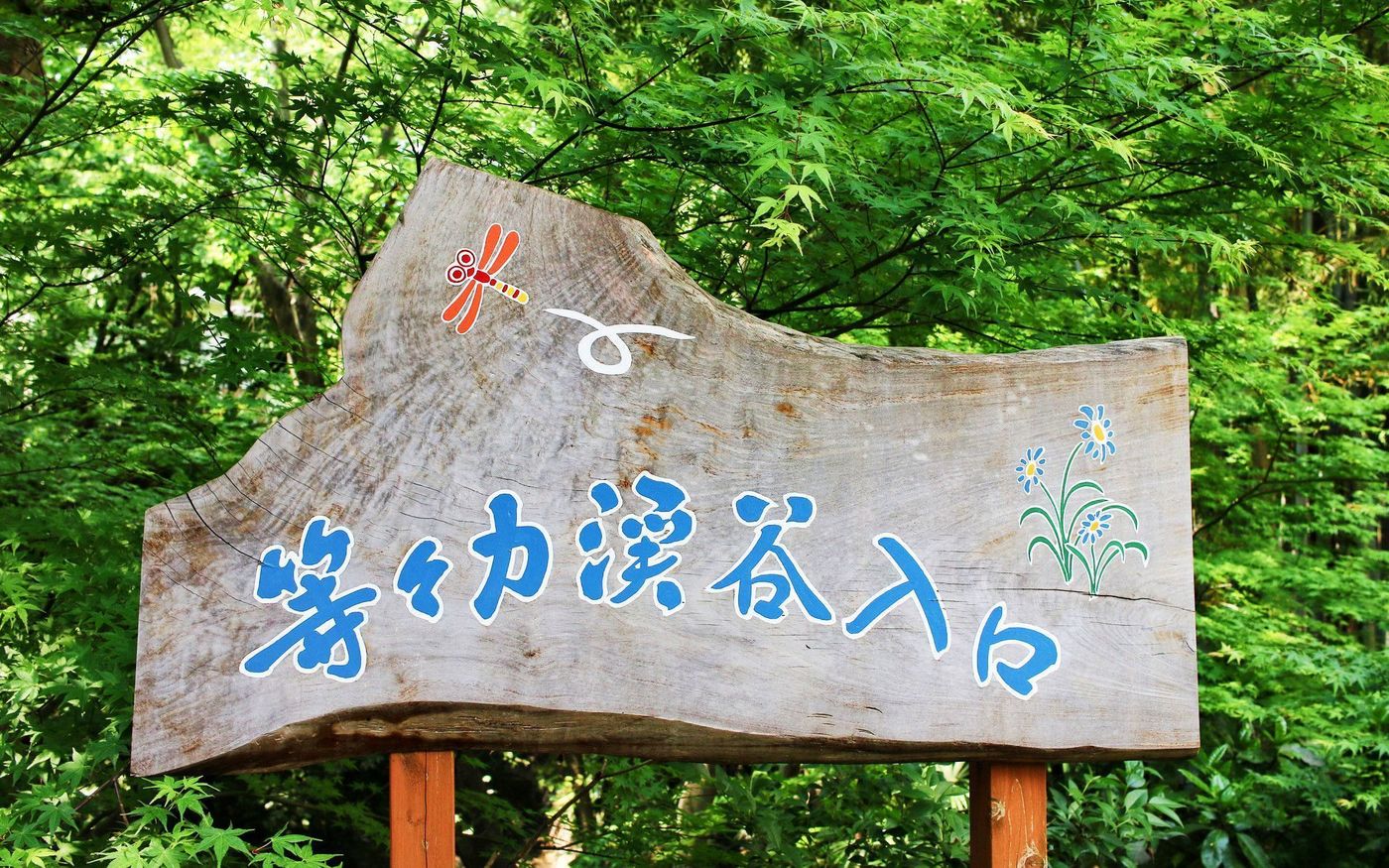 【完全ガイド】東京の癒しスポット！「等々力渓谷」の知られざる魅力の画像