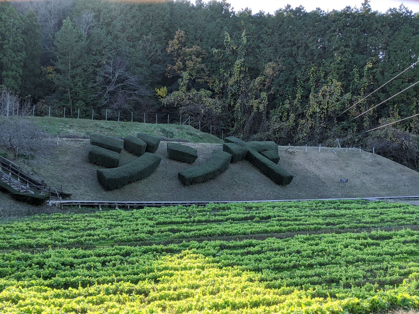 の画像