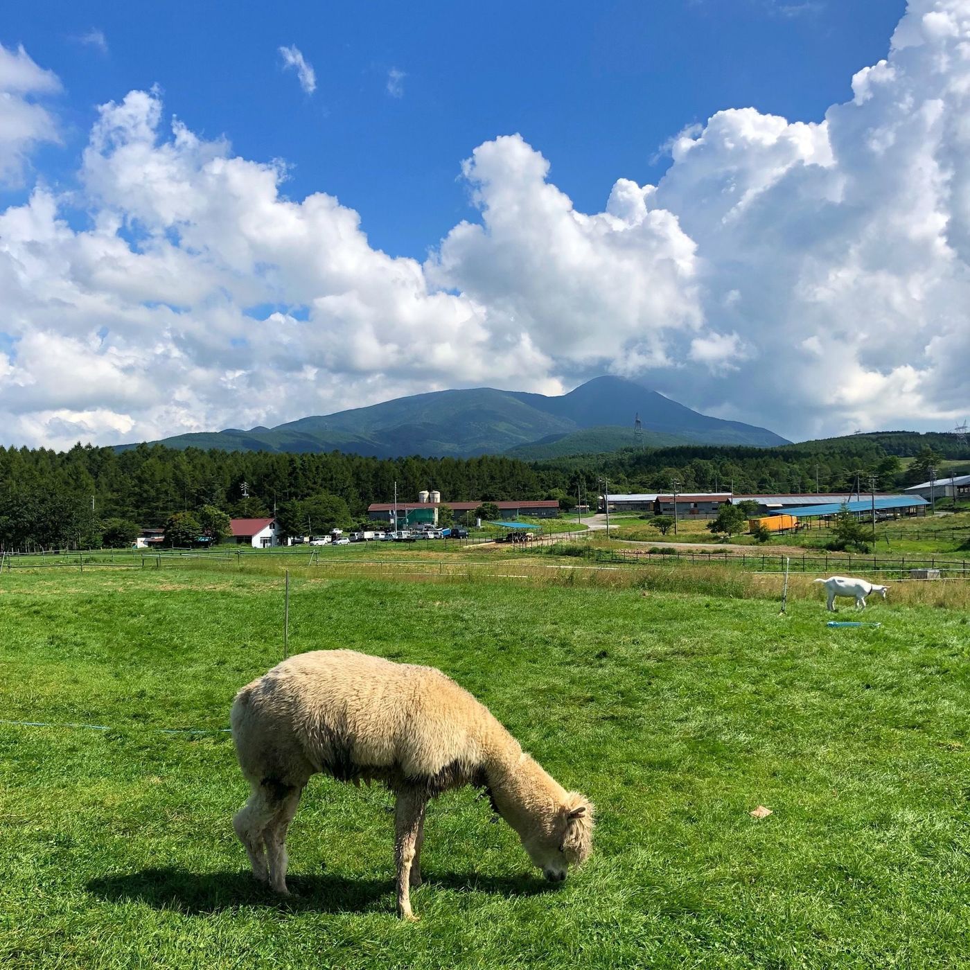 の画像