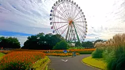 【茨城】ネモフィラやコキアだけじゃない！ひたち海浜公園の秋の花をご紹介♪