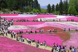 埼玉×花ごよみ！四季折々の絶景フラワーガーデン7選