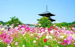 奈良にはコスモスの名所がいっぱい！1度は行きたい観光スポット