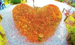 ハートの紅葉♡人気紅葉スポット！色鮮やかな紅葉を見に行こう！