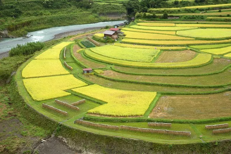 10. あらぎ島|江戸時代から変わらぬ形!四季折々の美しい田園風景を楽しむ 1枚目