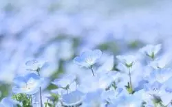 【大阪】青の絶景！一面に広がるネモフィラ畑へ行こう♡