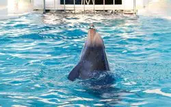 【神戸市立須磨海浜水族園】触れ合える水族館！スマスイに行こう！