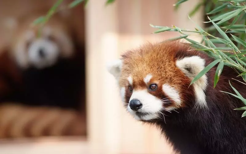 6. 子どもから大人まで楽しめる神奈川の観光スポット「野毛山動物園」 1枚目