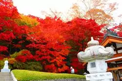 燃えるような赤い紅葉！茨城県のもみじ寺をご紹介