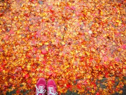 【香川の紅葉】この秋行きたい！色鮮やかな絶景を見に行こう♪